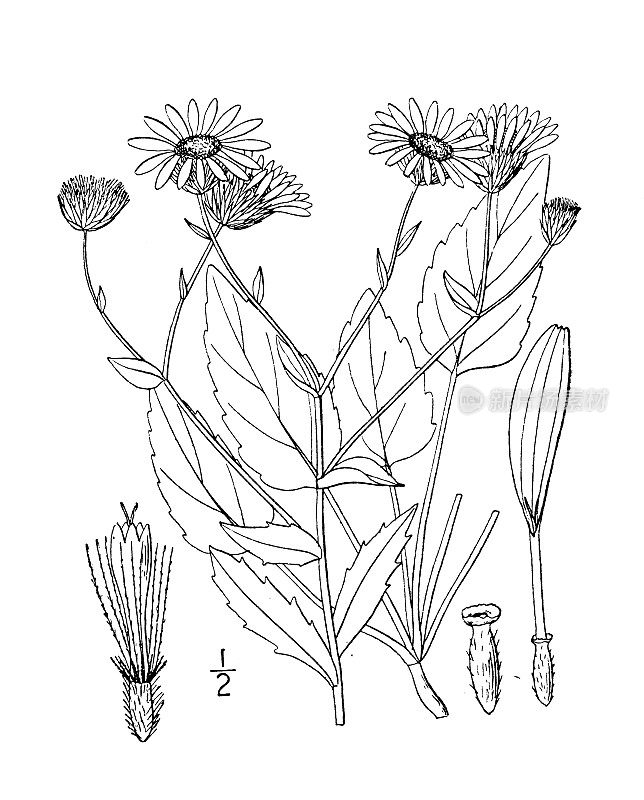 古植物学植物图例:杂生植物(subaxillaris)、杂生植物(Heterotheca subaxillaris)